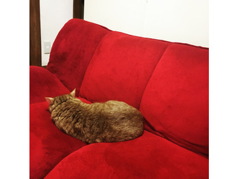 今朝の福様_20170409_1