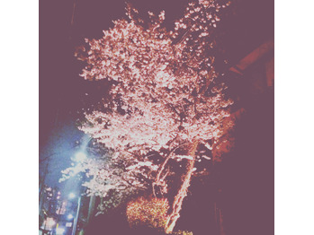 お花見_20170417_1