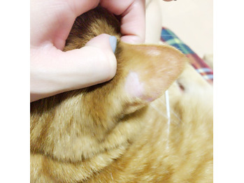 我が家の福様の耳が禿げた！_20170510_1