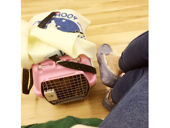 我が家の福様の耳が禿げた！_20170510_2