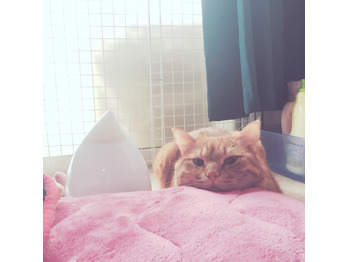 お耳が禿げた福様のその後と食われた高橋の指_20170514_1