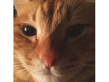 今日の福丸_20171108_1