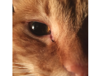 今日の福丸_20171108_2