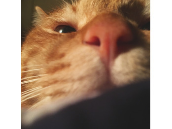 今日の福丸_20171108_3