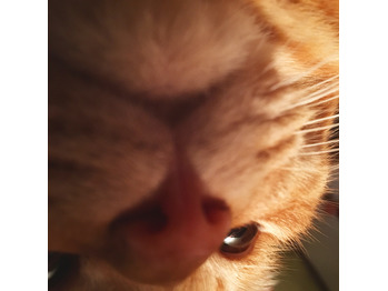 今日の福丸_20171108_4