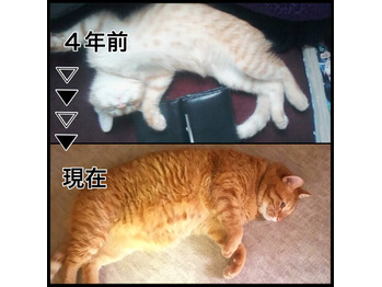 同じ猫とは思えない。_20171129_2