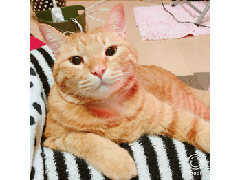 久々登場！最近の福様。_20180308_3