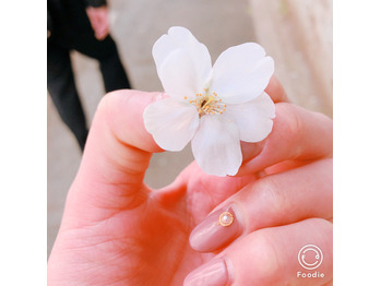 桜満開_20180326_1