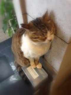 江の島～♪　　　　　　　　　　　　池袋美容室　ＨＡＡＡＴ　東口店