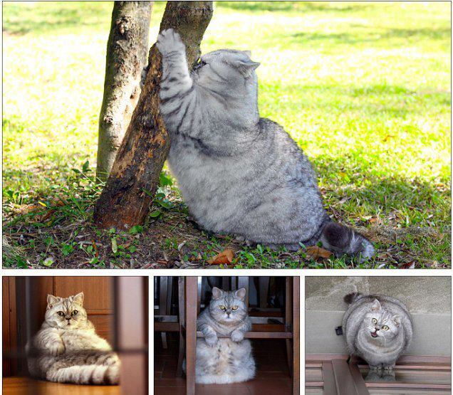 癒しの・・・・