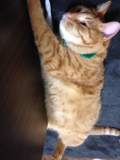 ZOO♪　　　　　　　　　　　　　　　池袋美容室　HAAAT　東口店