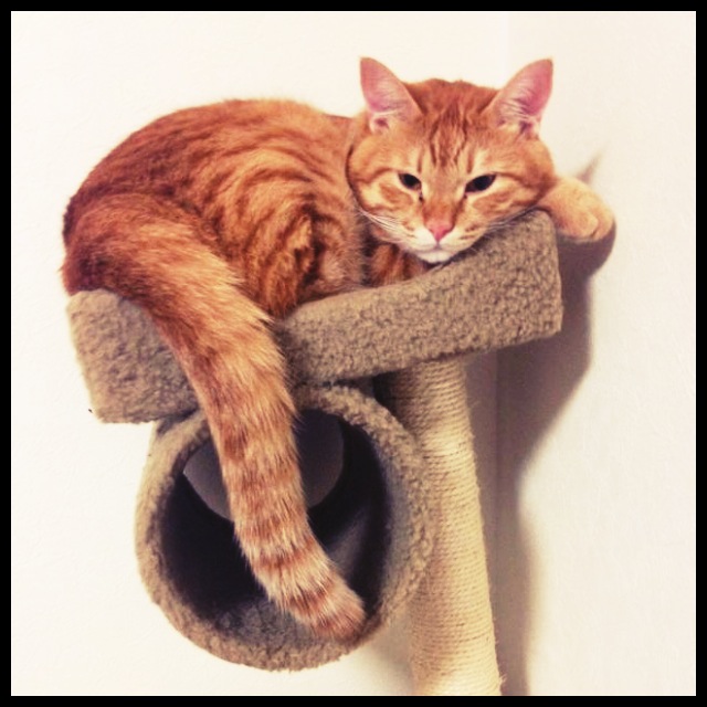 最近の福丸氏。 池袋美容室 HAAAT 東口店