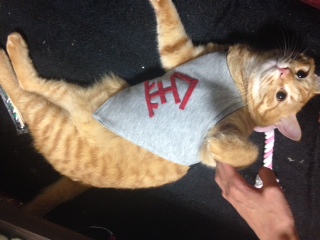 最近の福丸氏。 池袋美容室 HAAAT 東口店