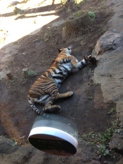 ZOO♪　　　　　　　　　　　　　　　池袋美容室　HAAAT　東口店