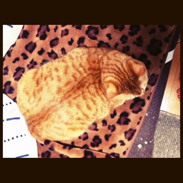 ダイエッター　　　　　　　　　　　　　池袋美容室　ＨＡＡＡＴ　東口店