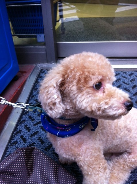 ワンコやっぱりかわいい☆