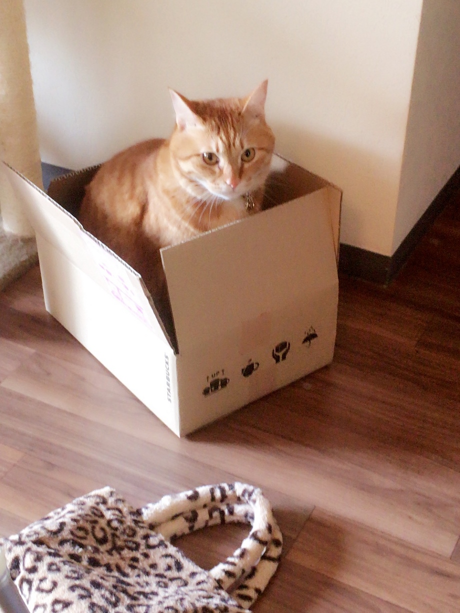 最近の福ちゃん