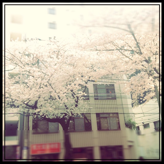 桜☆春一番！！！！　　　　　　　　　　　　池袋美容室　ＨＡＡＡＴ　東口店