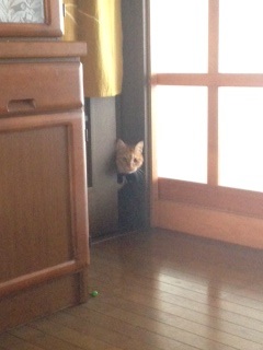 あけましておめでとうございます。