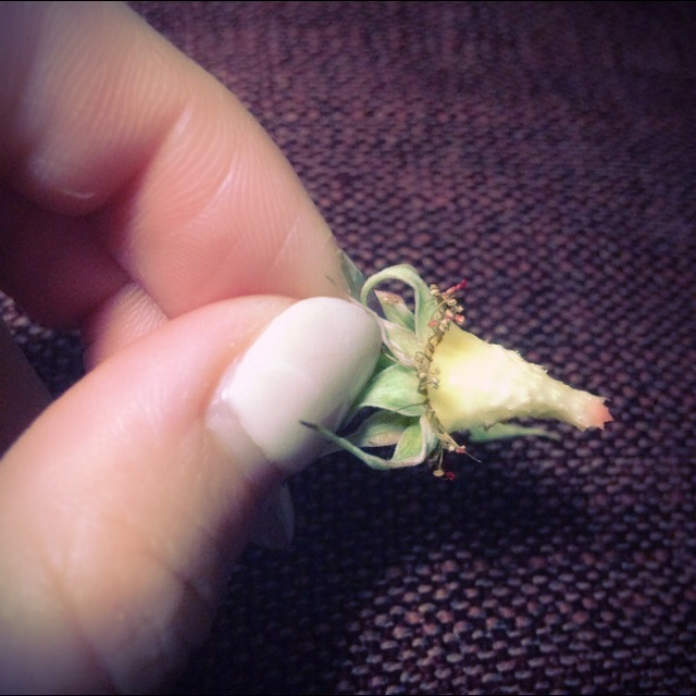 自家製☆ラズベリー　　　　　池袋美容室　ＨＡＡＡＴ　東口店