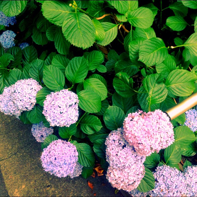 梅雨時期におすすめのアレンジ★　　池袋美容室ＨＡＡＡＴ　東口店　　　　