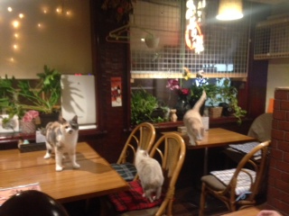 ねこ居酒屋　　　　　　　　　池袋美容室　HAAAT　東口店