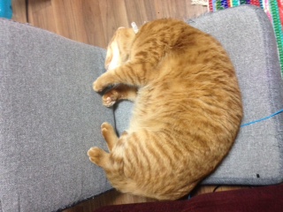 ねこ居酒屋　　　　　　　　　池袋美容室　HAAAT　東口店