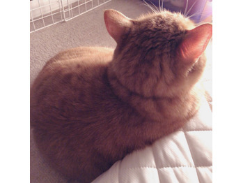 フォルムが素敵