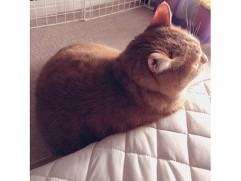 フォルムが素敵