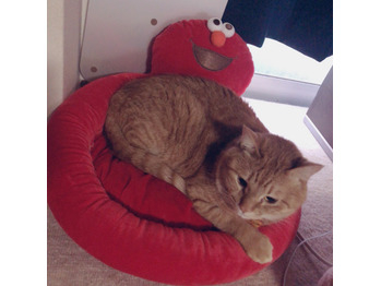 コス猫 福ちゃん