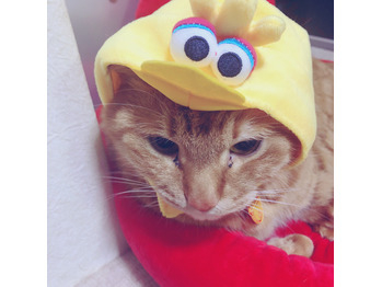 コス猫 福ちゃん