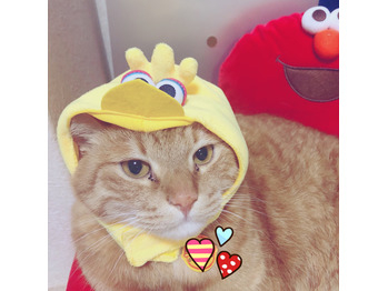 コス猫 福ちゃん