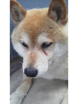 スマホデビュー