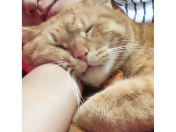 何をされても起きない猫