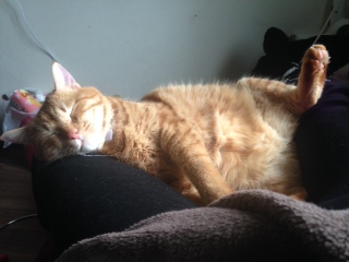 ねこ居酒屋　　　　　　　　　池袋美容室　HAAAT　東口店