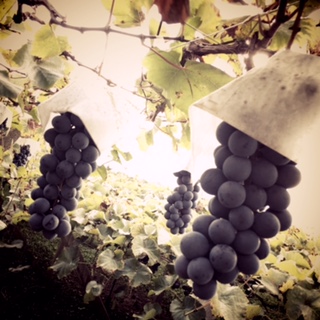 秋満載☆　　　　池袋美容室ＨＡＡＡＴ東口店