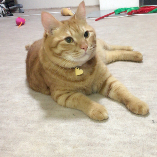 愛しの福様お帰りなさい