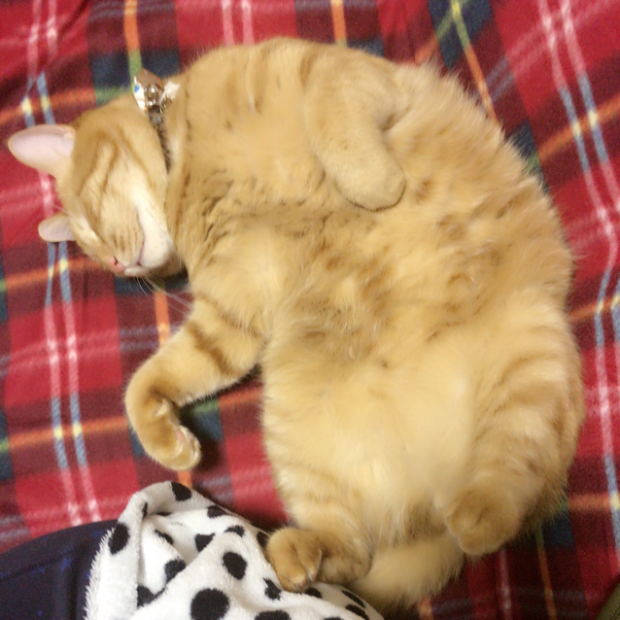 愛しの福様お帰りなさい