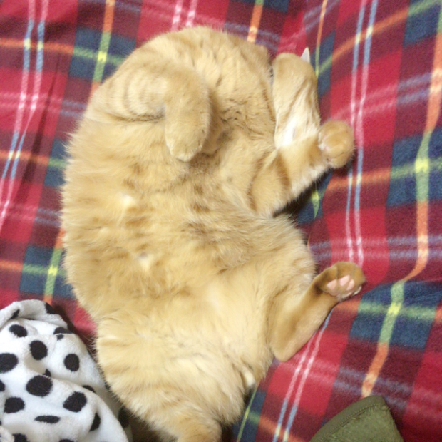 愛しの福様お帰りなさい