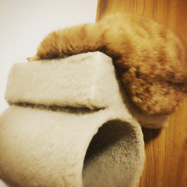 20161109-1 もちもち