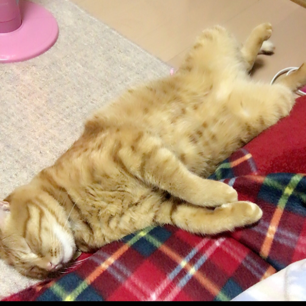 20161109-1 もちもち