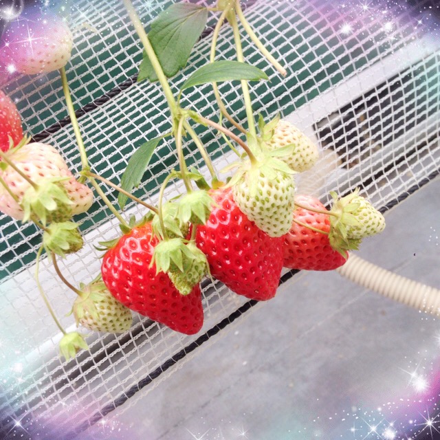 イチゴ狩り♡　　　　　　　　　　　　　　　　　　池袋美容室　ＨＡＡＡＴ　東口店