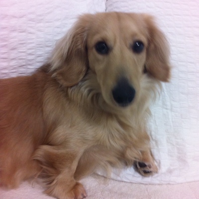 うちのワンコ^_^