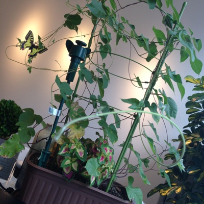 こんにちは(*^_^*)