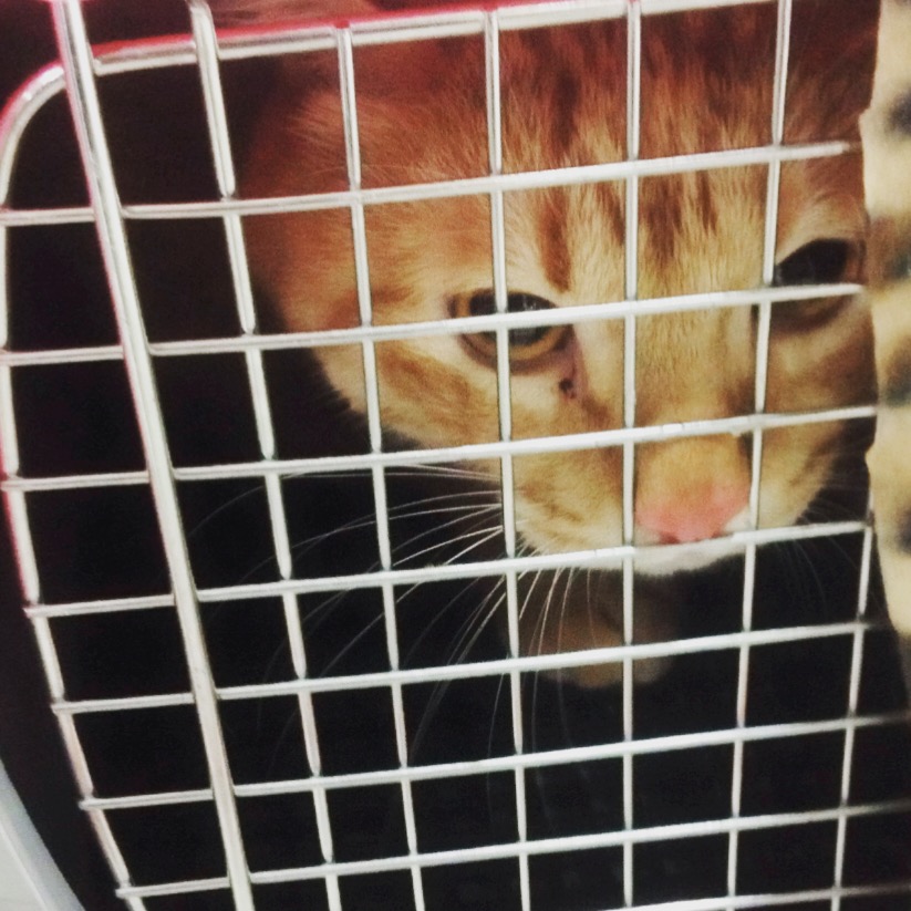 夏休み☆　　　　　　　　　　　池袋美容室　ＨＡＡＡＴ　東口店